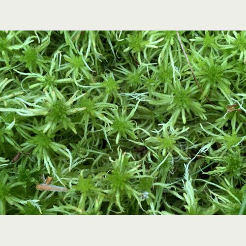 Torfmoose leben in Moorseen und können das 20-40 Fache ihres Gewichts an Wasser speichern